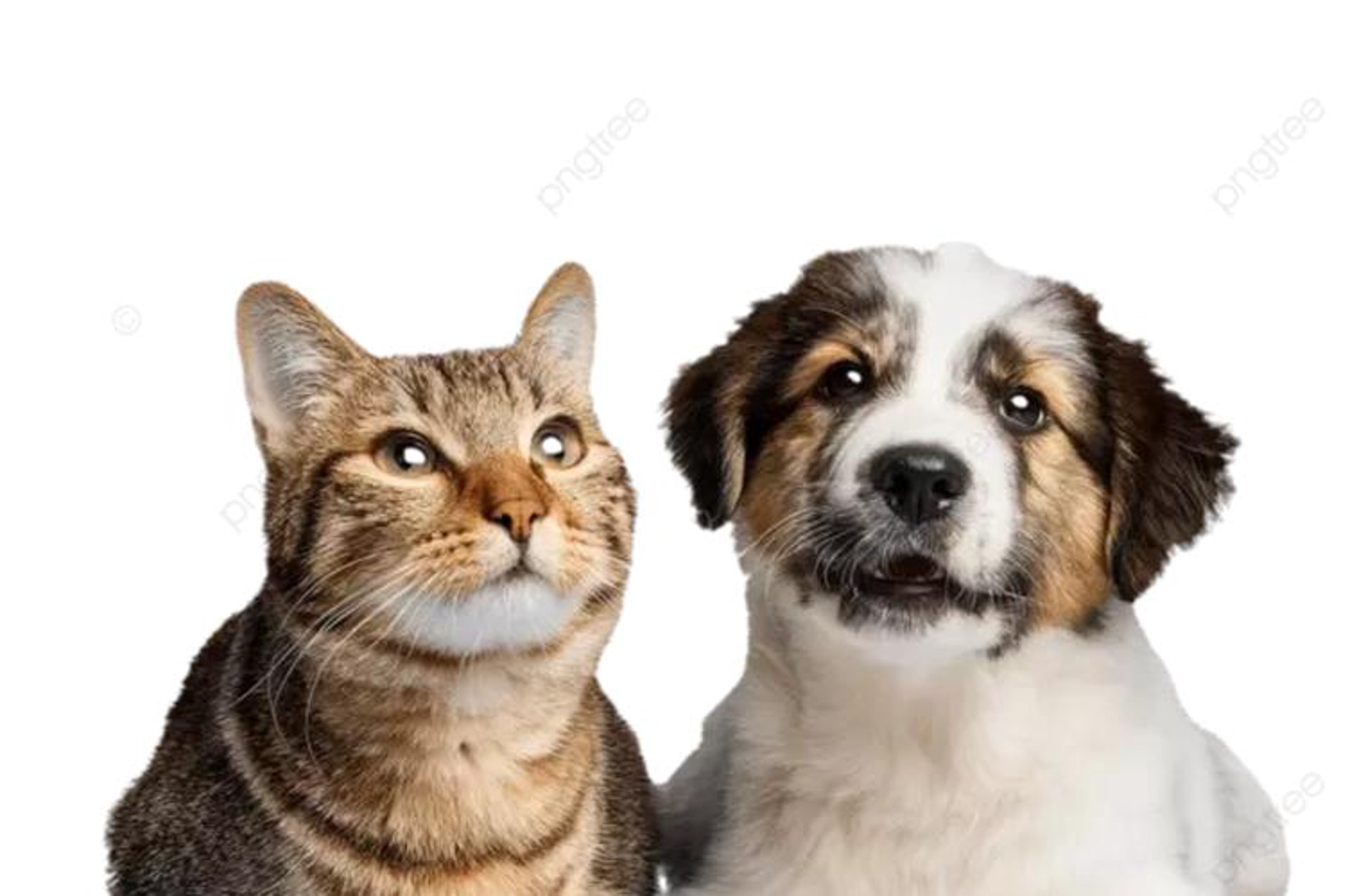 猫天下宠物